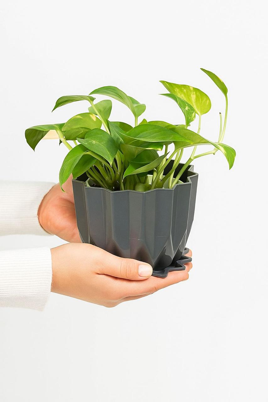 Golden   Money   Plant   Indoor   with   Self-Watering   Flower   Pot