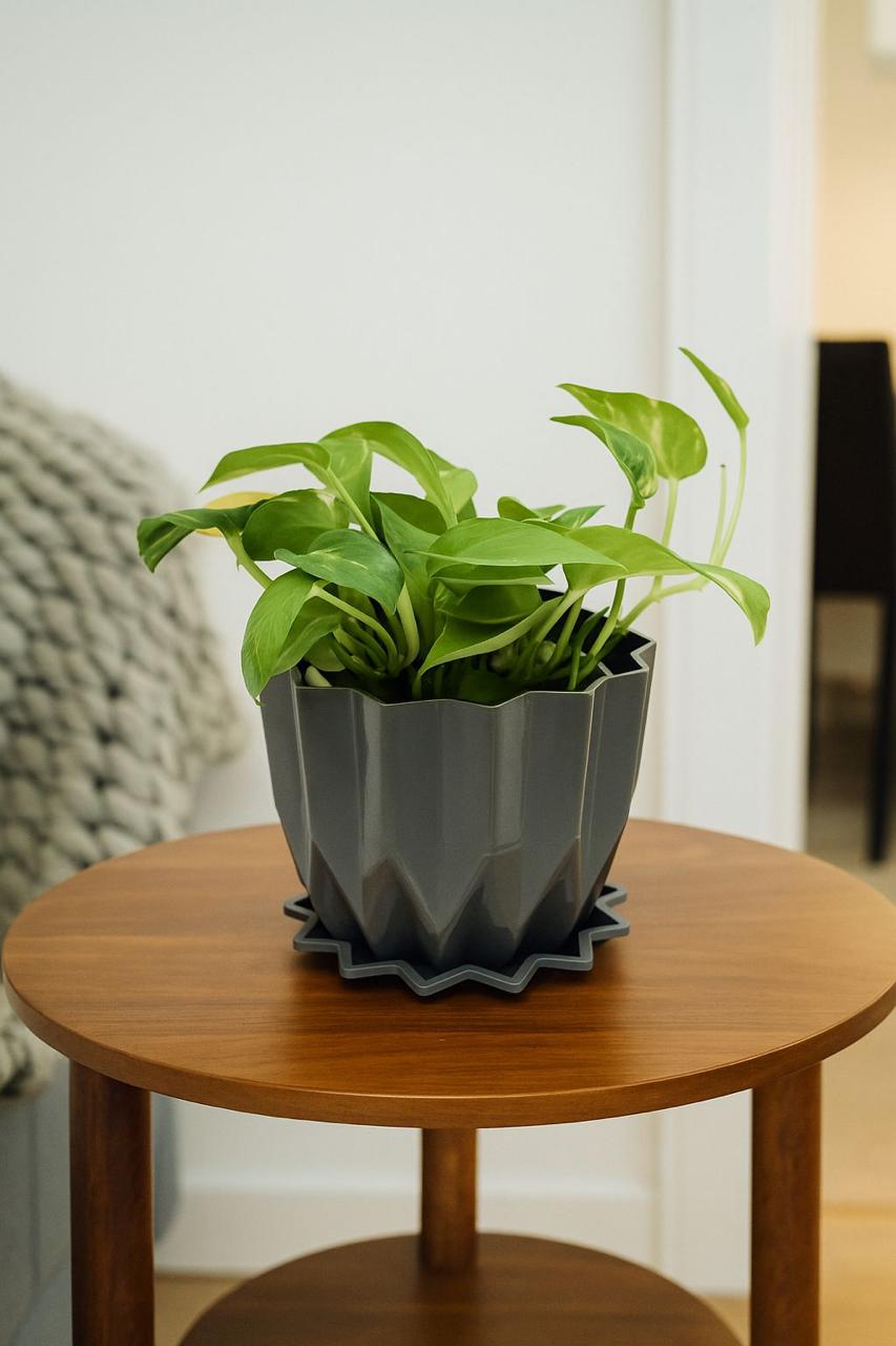 Golden   Money   Plant   Indoor   with   Self-Watering   Flower   Pot
