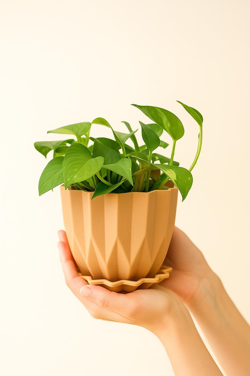 Golden   Money   Plant   Indoor   with   Self-Watering   Flower   Pot