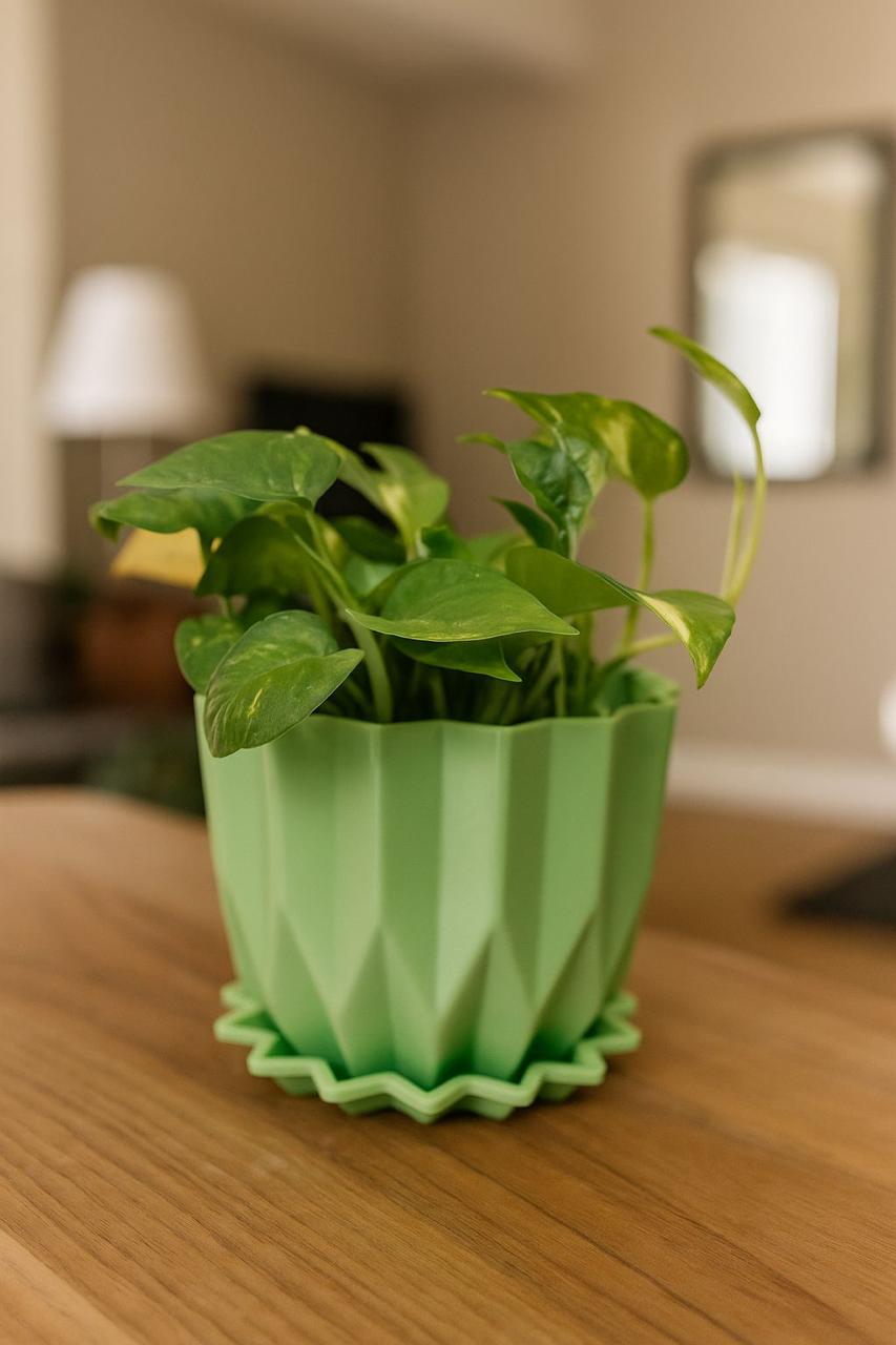Golden   Money   Plant   Indoor   with   Self-Watering   Flower   Pot