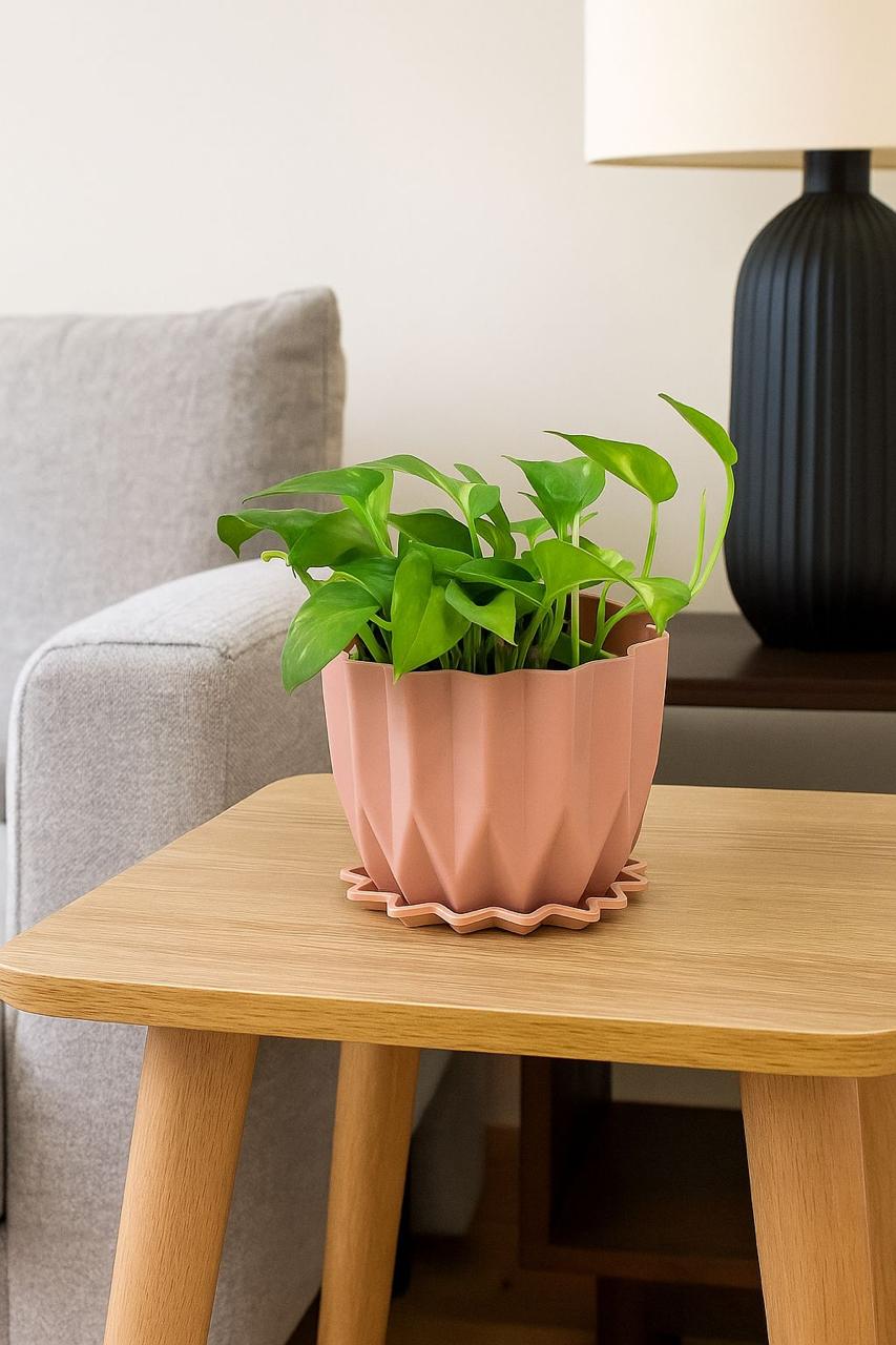 Golden   Money   Plant   Indoor   with   Self-Watering   Flower   Pot