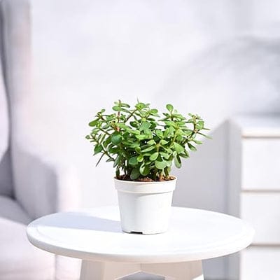 Troof Good   Luck   Jade   Plant   with   Self-Watering   Pot   (Gro   Pot)