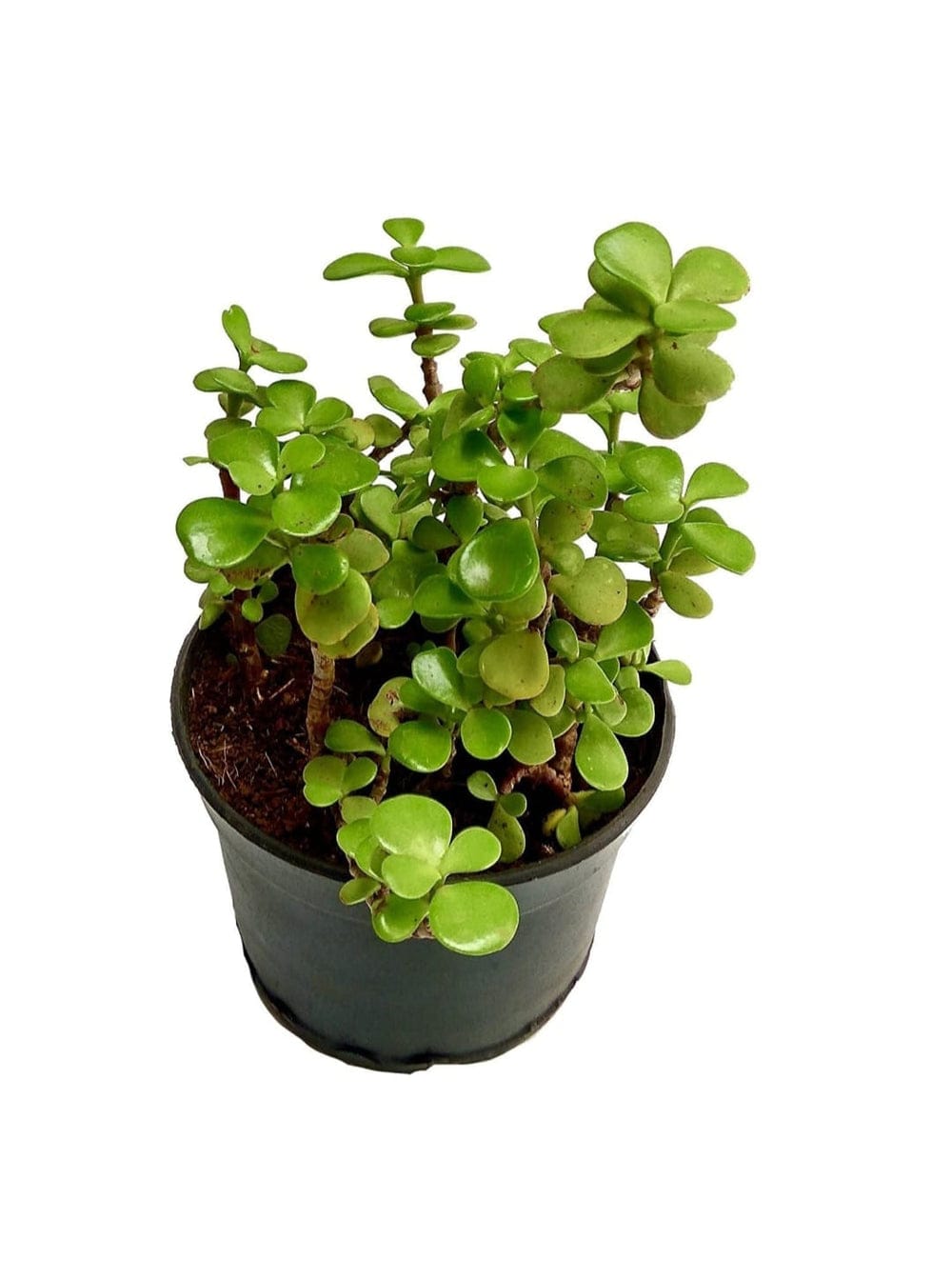 Troof Good   Luck   Jade   Plant   with   Self-Watering   Pot   (Gro   Pot)