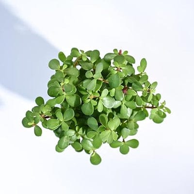 Troof Good   Luck   Jade   Plant   with   Self-Watering   Pot   (Gro   Pot)