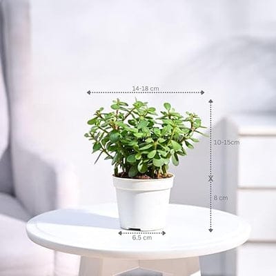 Troof Good   Luck   Jade   Plant   with   Self-Watering   Pot   (Gro   Pot)