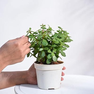 Troof Good   Luck   Jade   Plant   with   Self-Watering   Pot   (Gro   Pot)