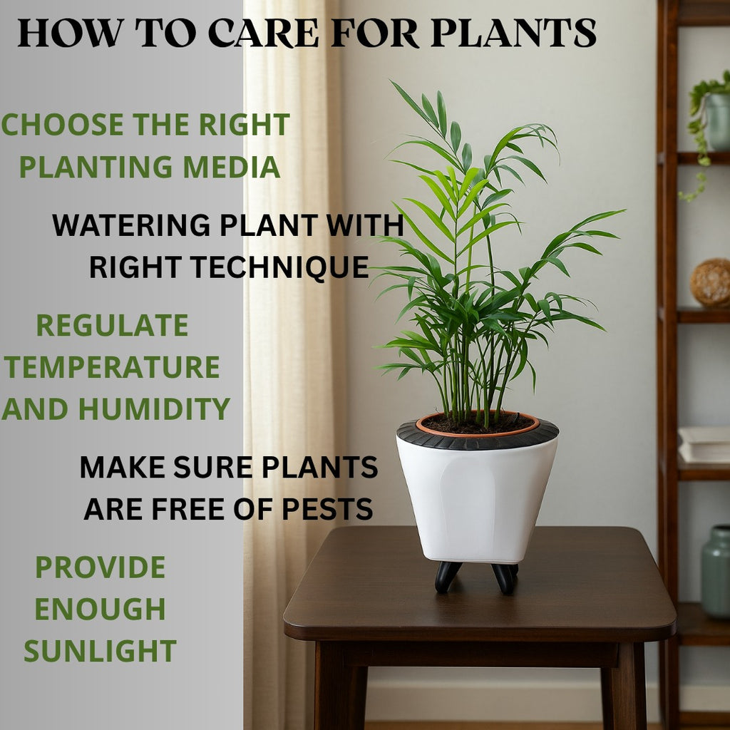 Troof Areca   Palm   Air   Purifier   Live   Plant   with   Self-Watering   Decorative   Pot