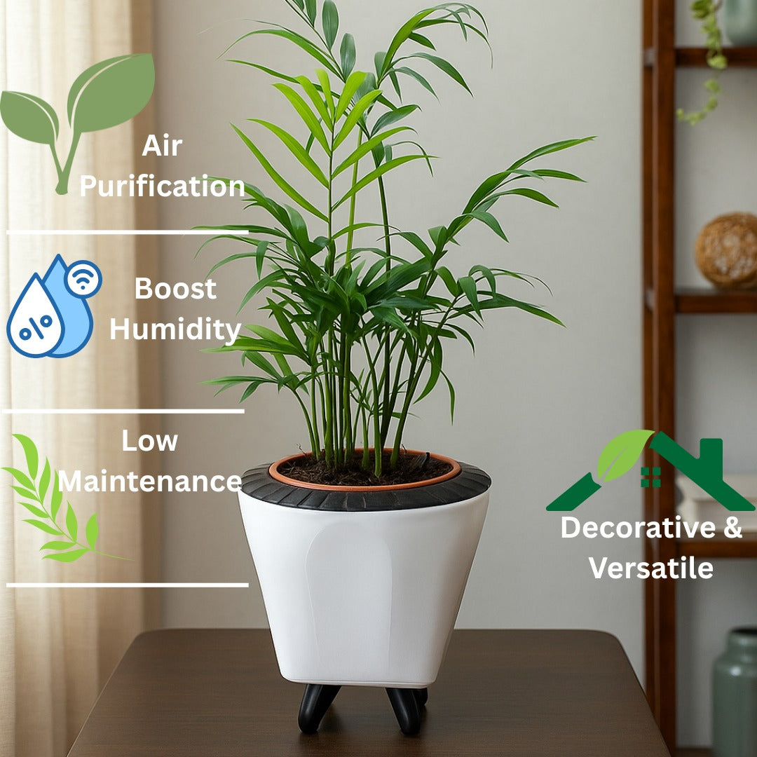 Troof Areca   Palm   Air   Purifier   Live   Plant   with   Self-Watering   Decorative   Pot