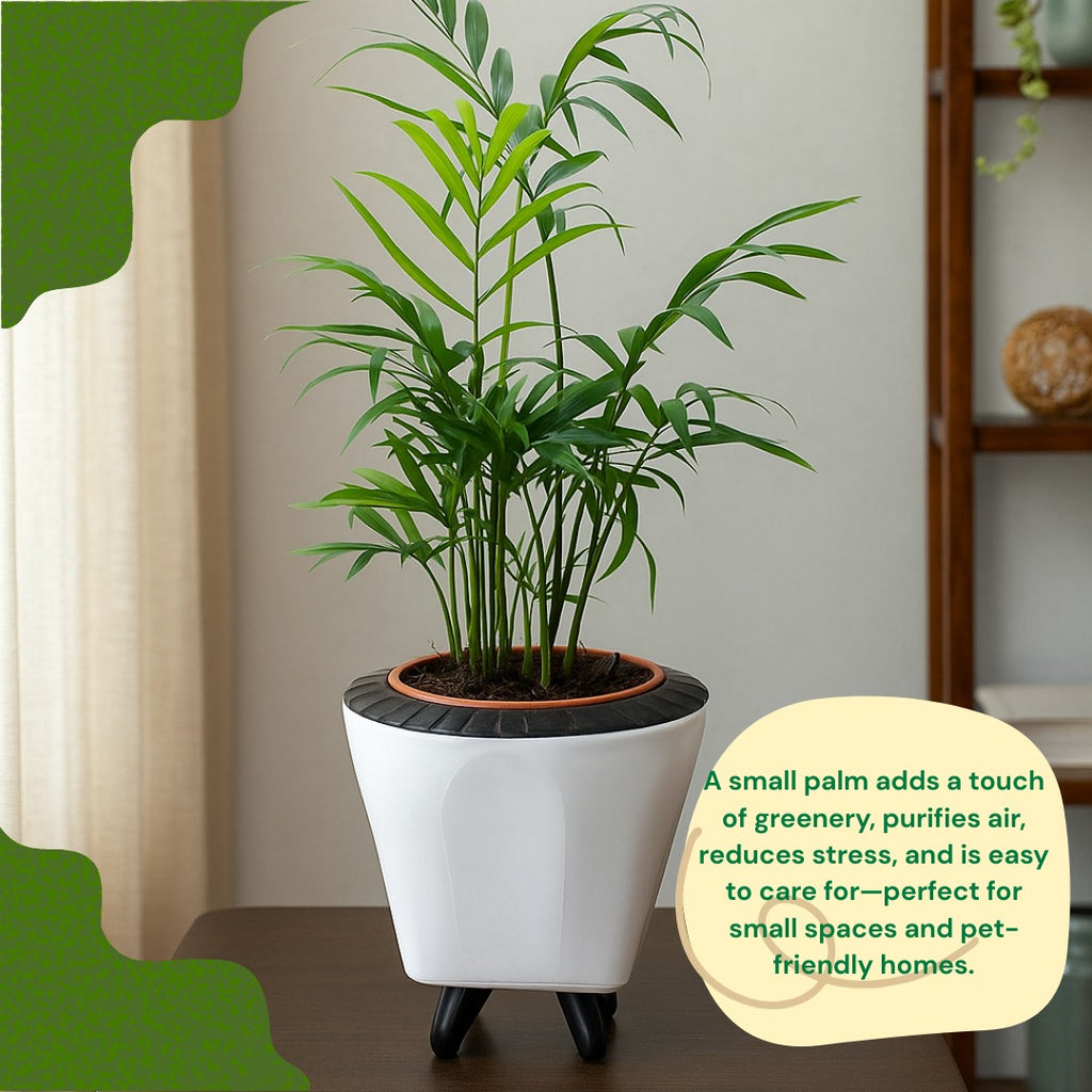 Troof Areca   Palm   Air   Purifier   Live   Plant   with   Self-Watering   Decorative   Pot