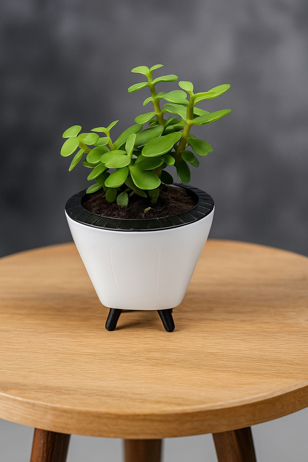Troof  Good   Luck   Jade   Plant   with   Self-Watering   Decorative   Pot