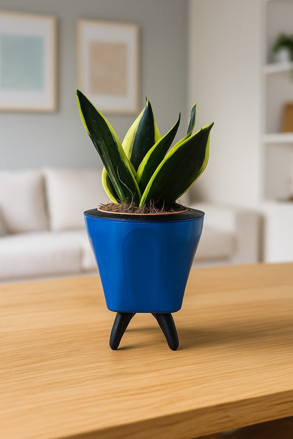 Troof Sansevieria   Golden   Hahnii   Snake   Plant   with   Self-Watering   Decorative   Pot