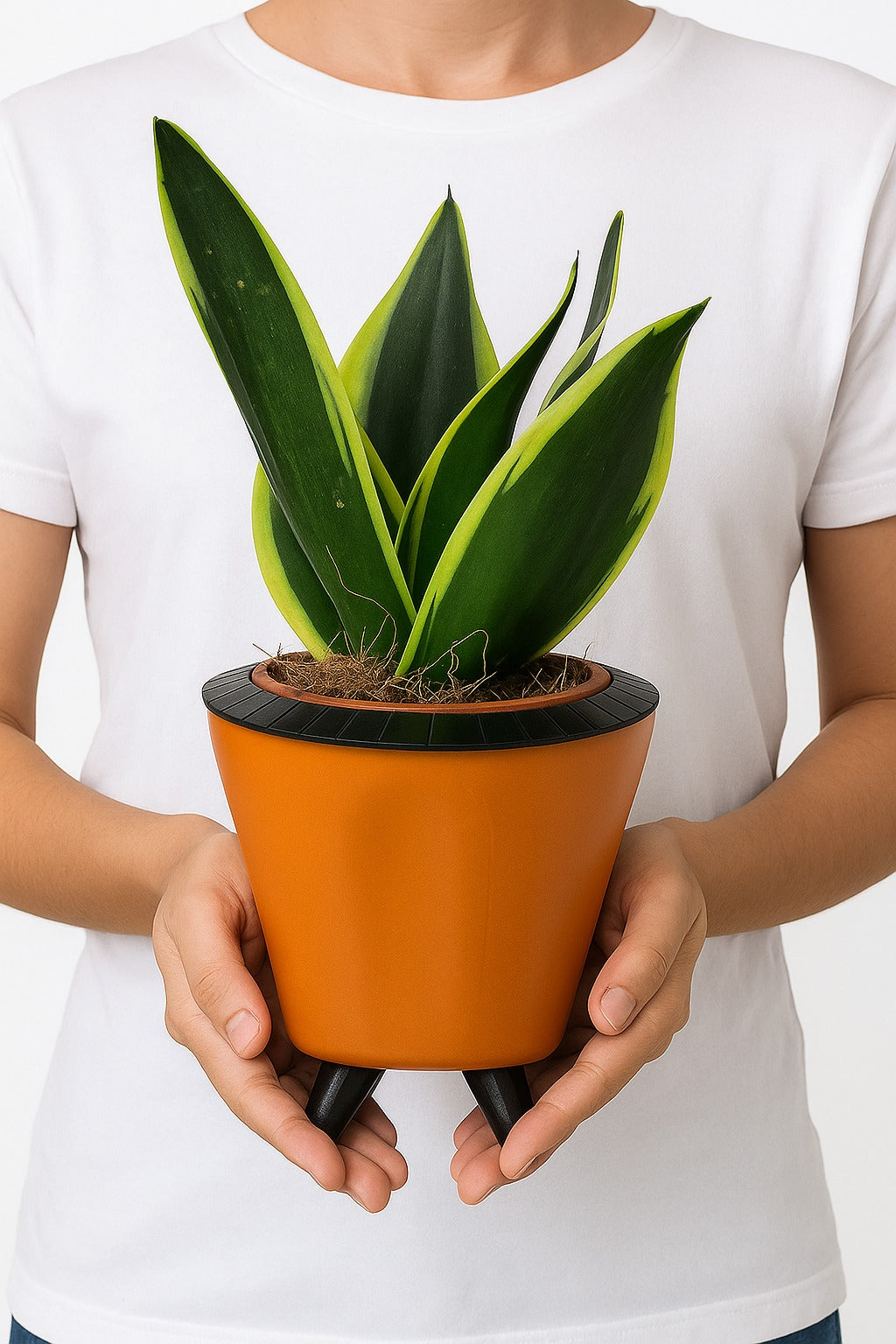 Troof Sansevieria   Golden   Hahnii   Snake   Plant   with   Self-Watering   Decorative   Pot