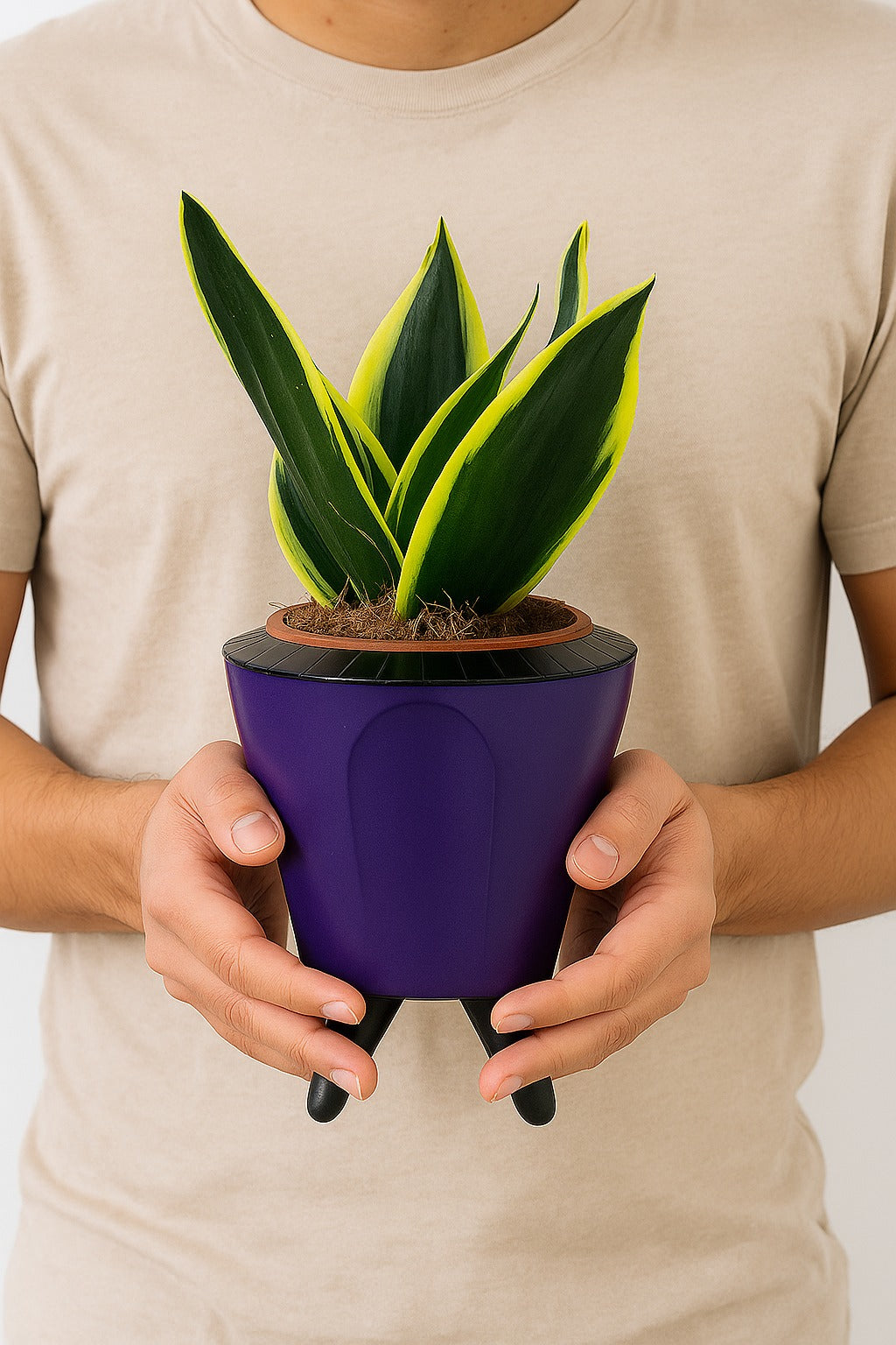 Troof Sansevieria   Golden   Hahnii   Snake   Plant   with   Self-Watering   Decorative   Pot