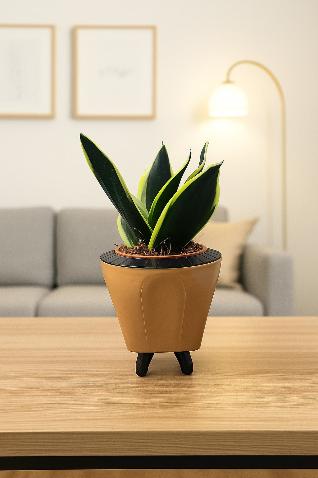 Troof Sansevieria   Golden   Hahnii   Snake   Plant   with   Self-Watering   Decorative   Pot