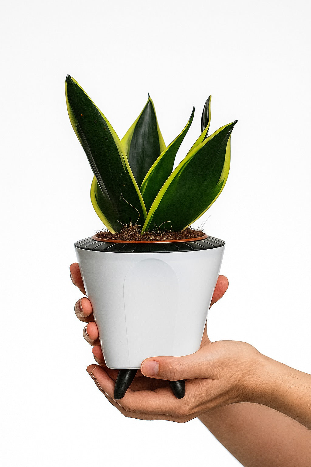 Troof Sansevieria   Golden   Hahnii   Snake   Plant   with   Self-Watering   Decorative   Pot