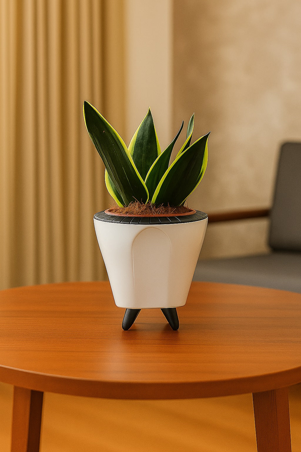 Troof Sansevieria   Golden   Hahnii   Snake   Plant   with   Self-Watering   Decorative   Pot