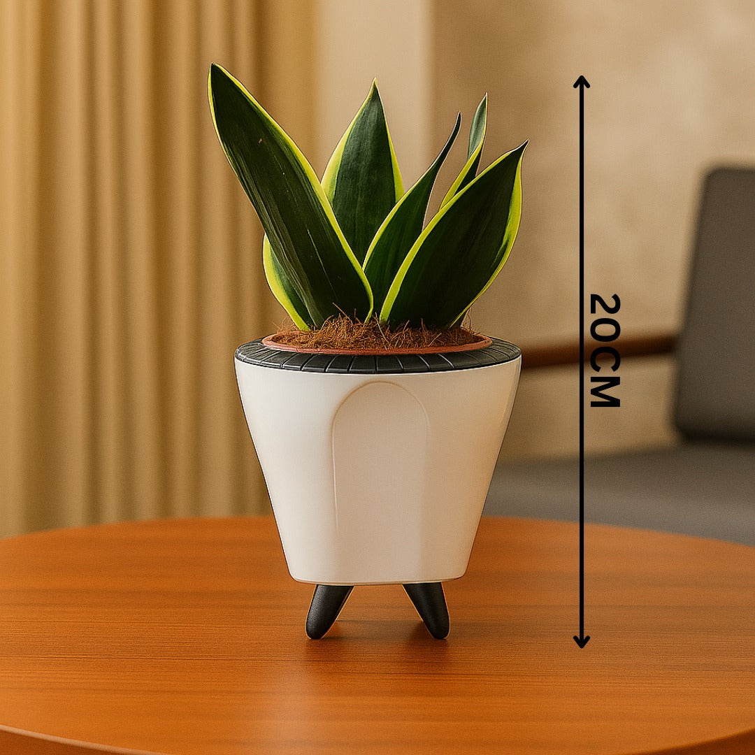 Troof Sansevieria   Golden   Hahnii   Snake   Plant   with   Self-Watering   Decorative   Pot