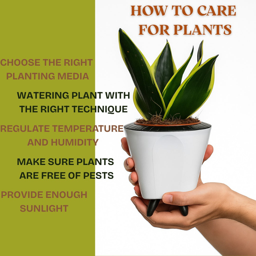 Troof Sansevieria   Golden   Hahnii   Snake   Plant   with   Self-Watering   Decorative   Pot