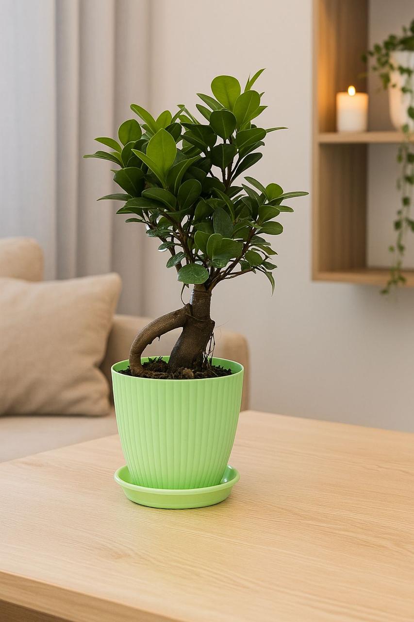 bonsai   ficus   (Rainbow   pot)