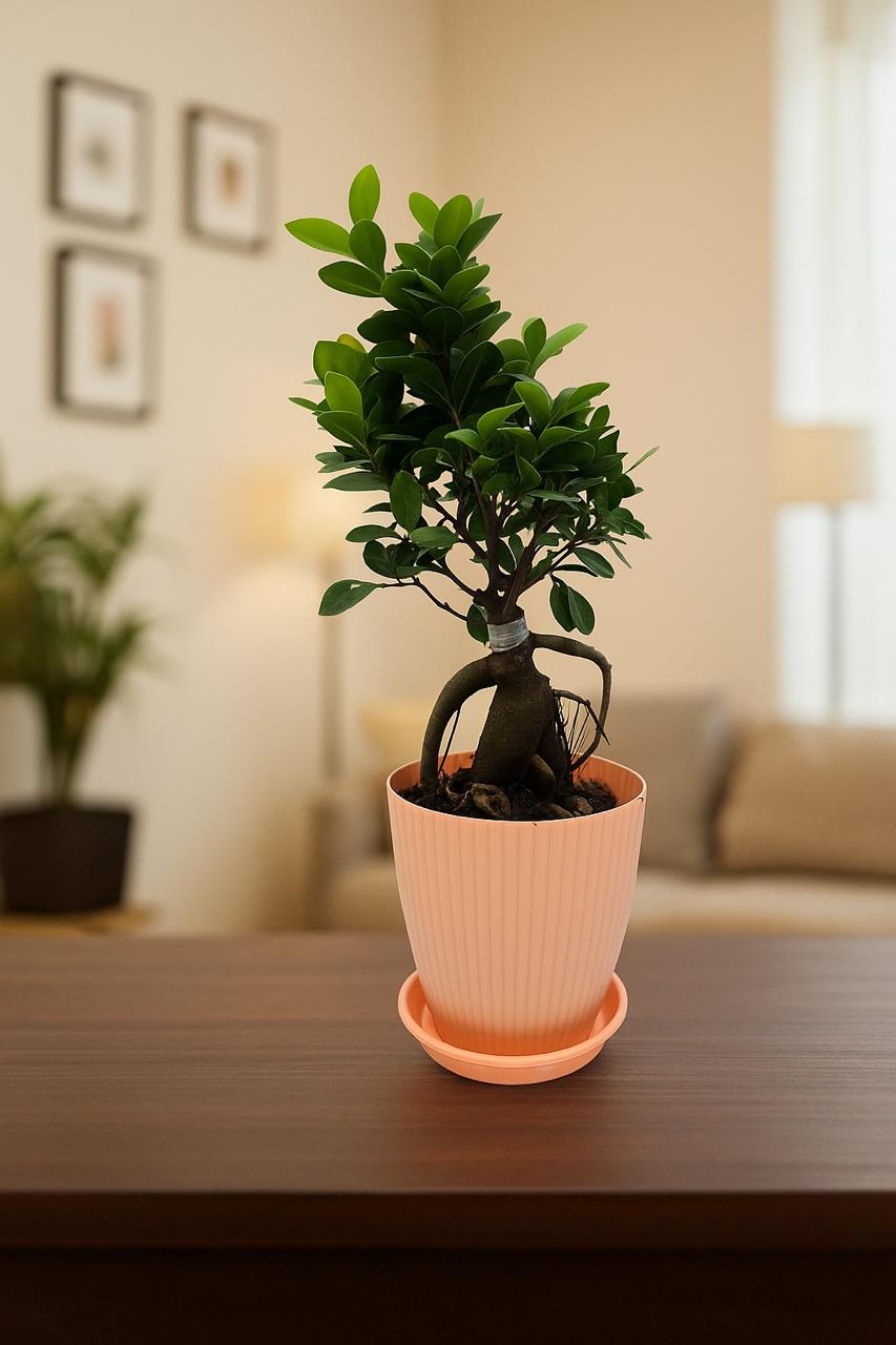 bonsai   ficus   (Rainbow   pot)