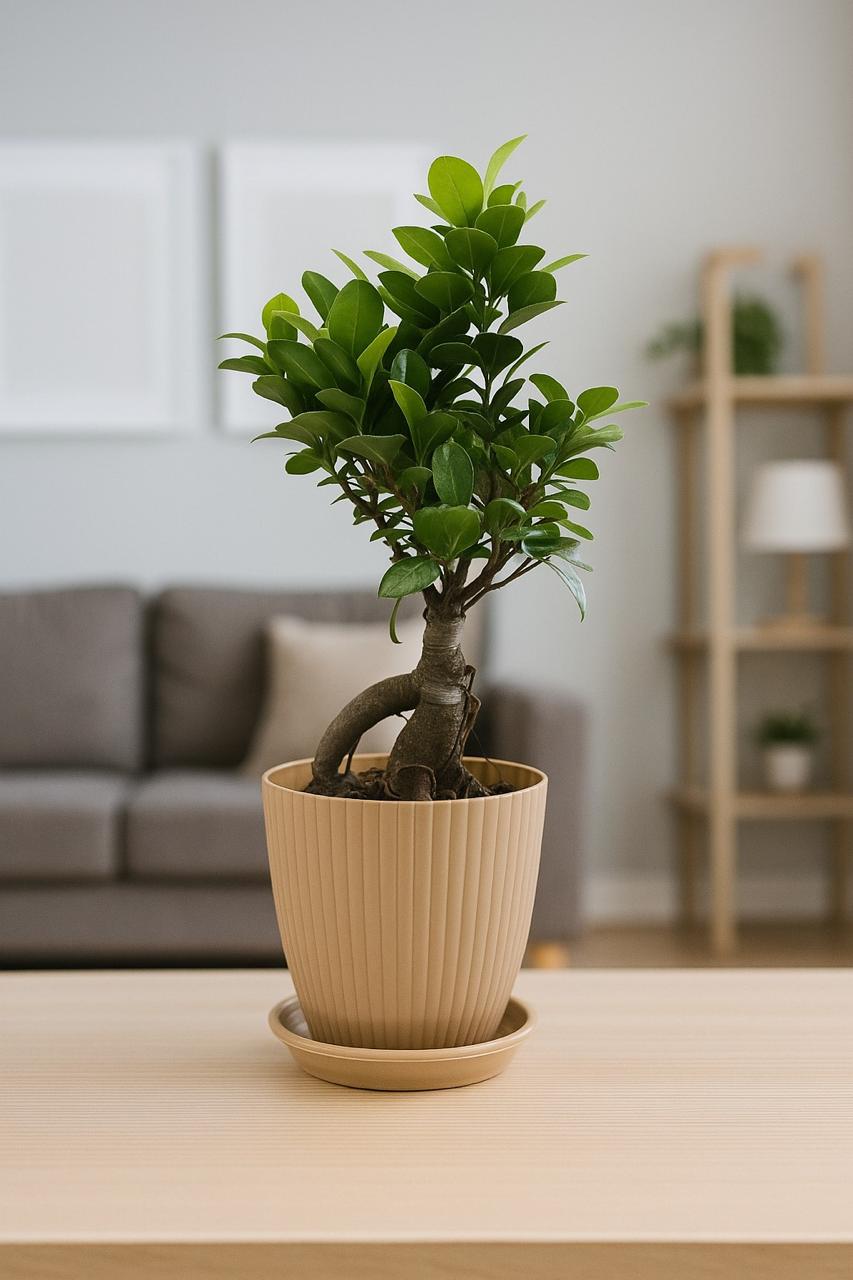 bonsai   ficus   (Rainbow   pot)