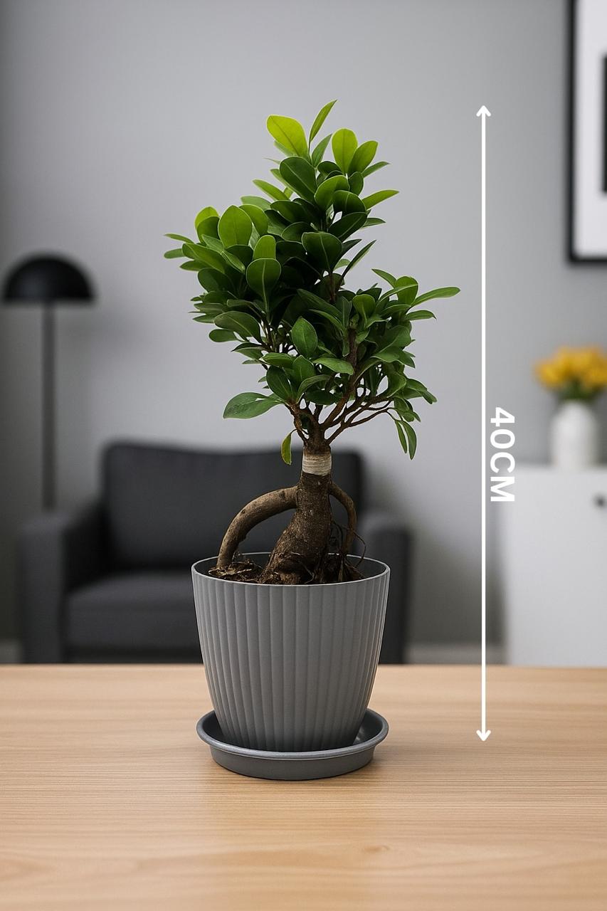bonsai   ficus   (Rainbow   pot)
