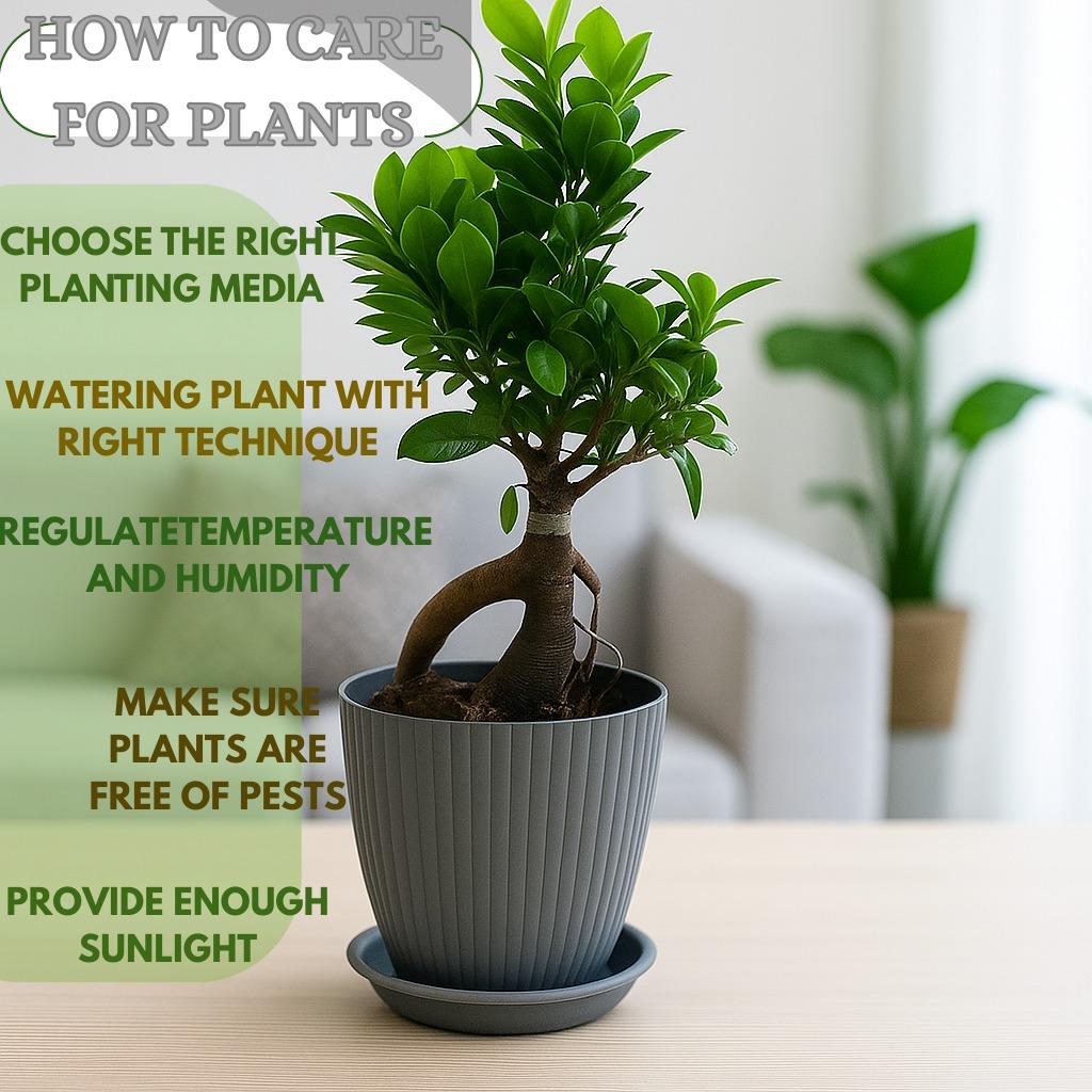 bonsai   ficus   (Rainbow   pot)