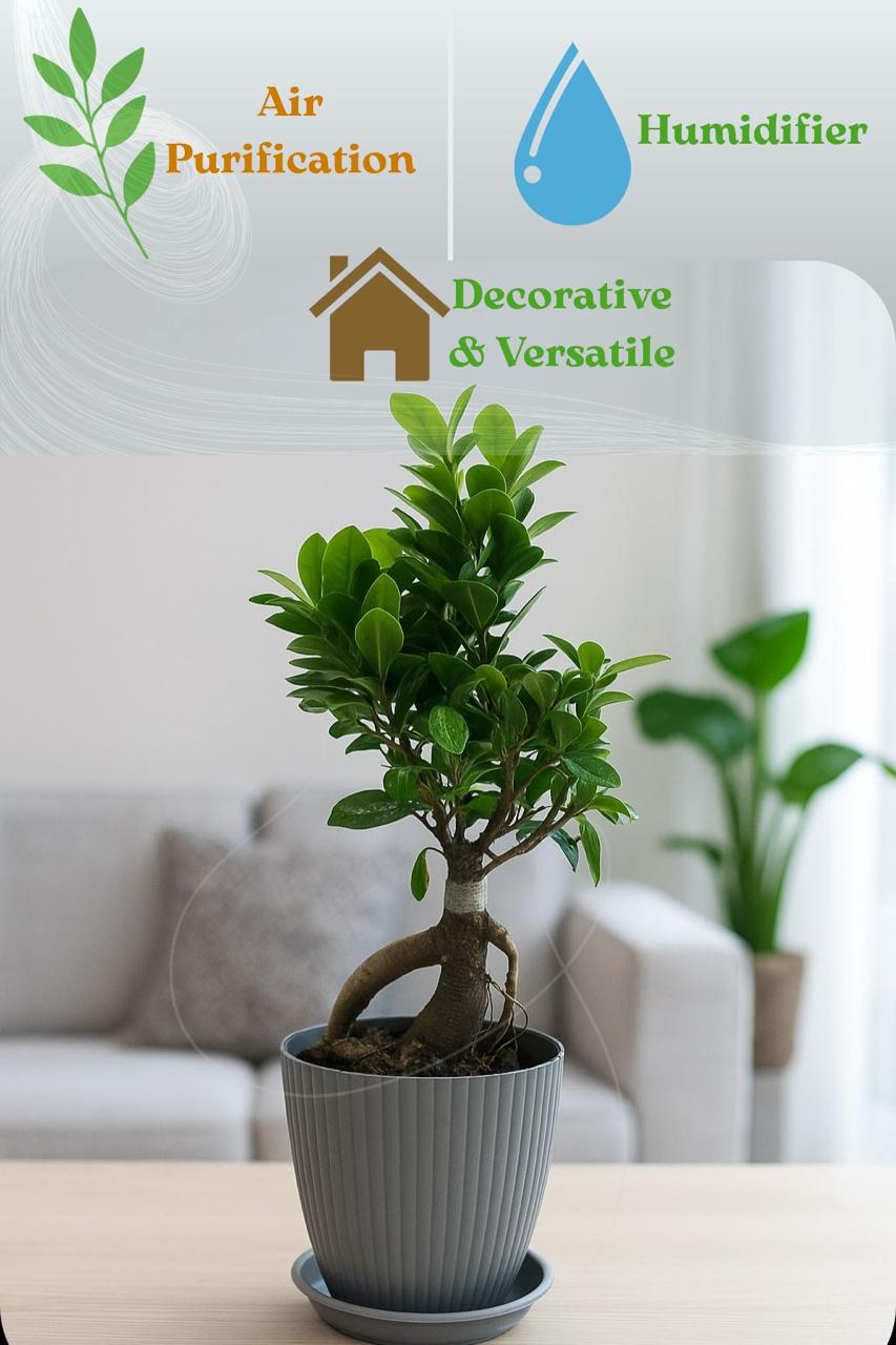 bonsai   ficus   (Rainbow   pot)