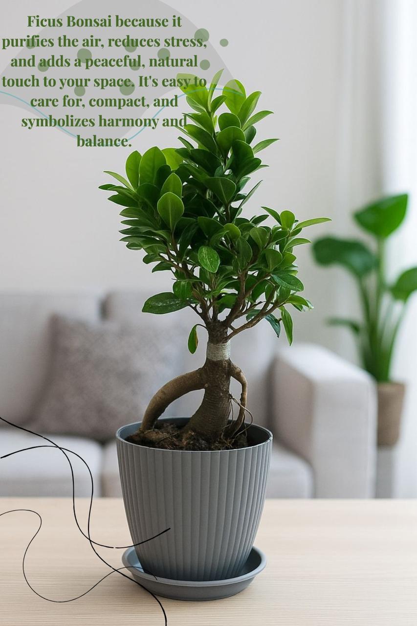 bonsai   ficus   (Rainbow   pot)