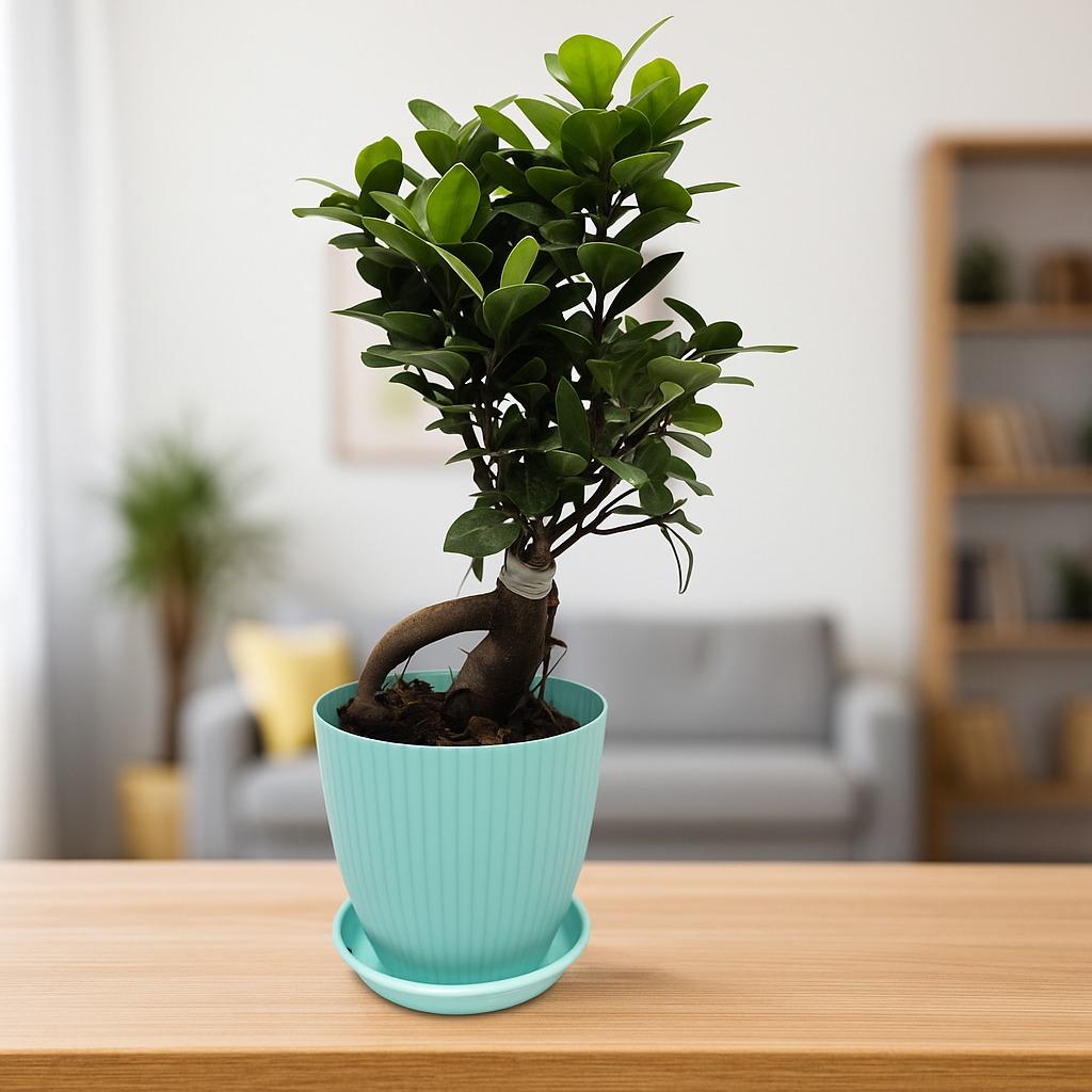 bonsai   ficus   (Rainbow   pot)