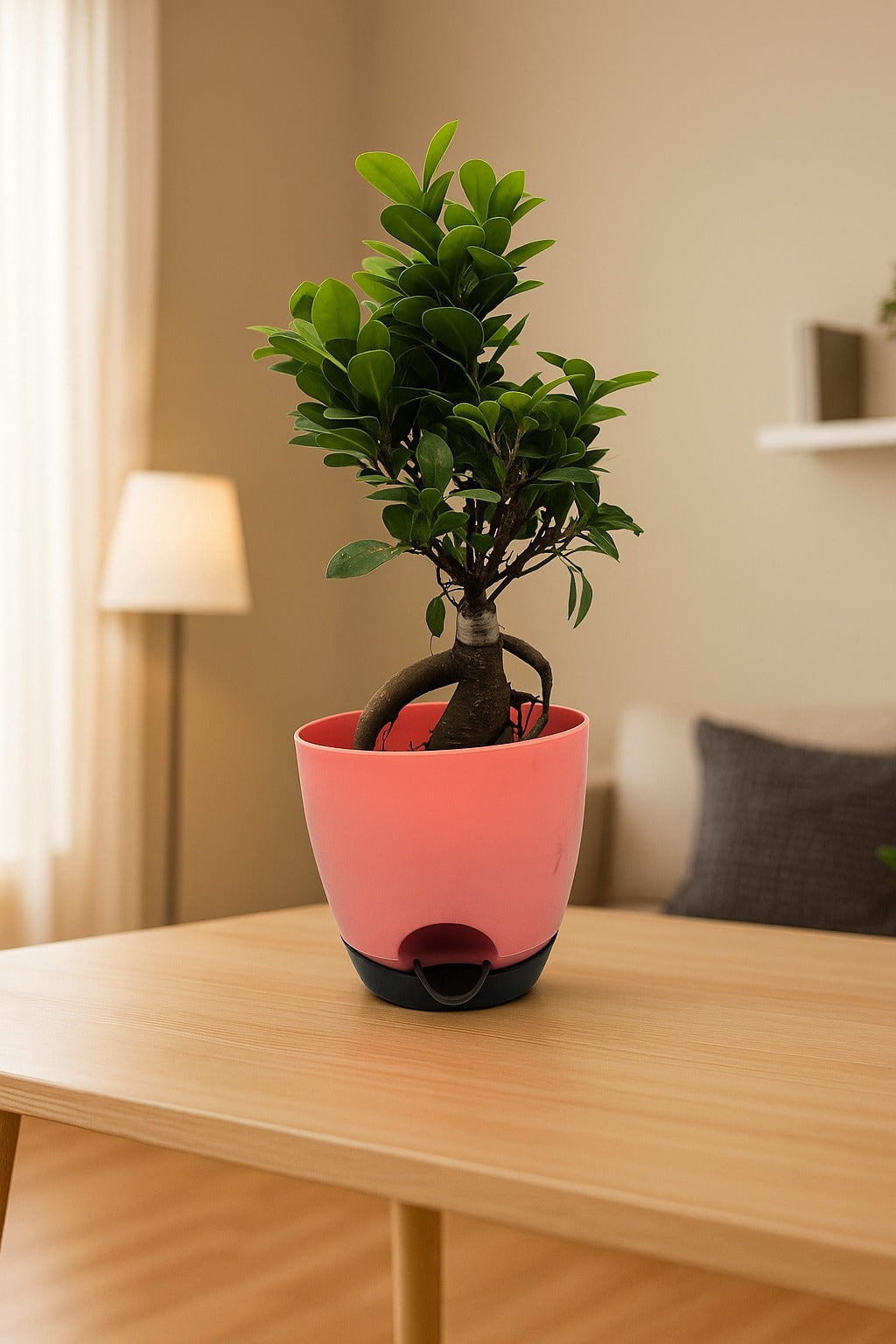 Troof Ficus   Bonsai   Live   Plant   for   Indoors   with   Self-Watering   Cap   Pot
