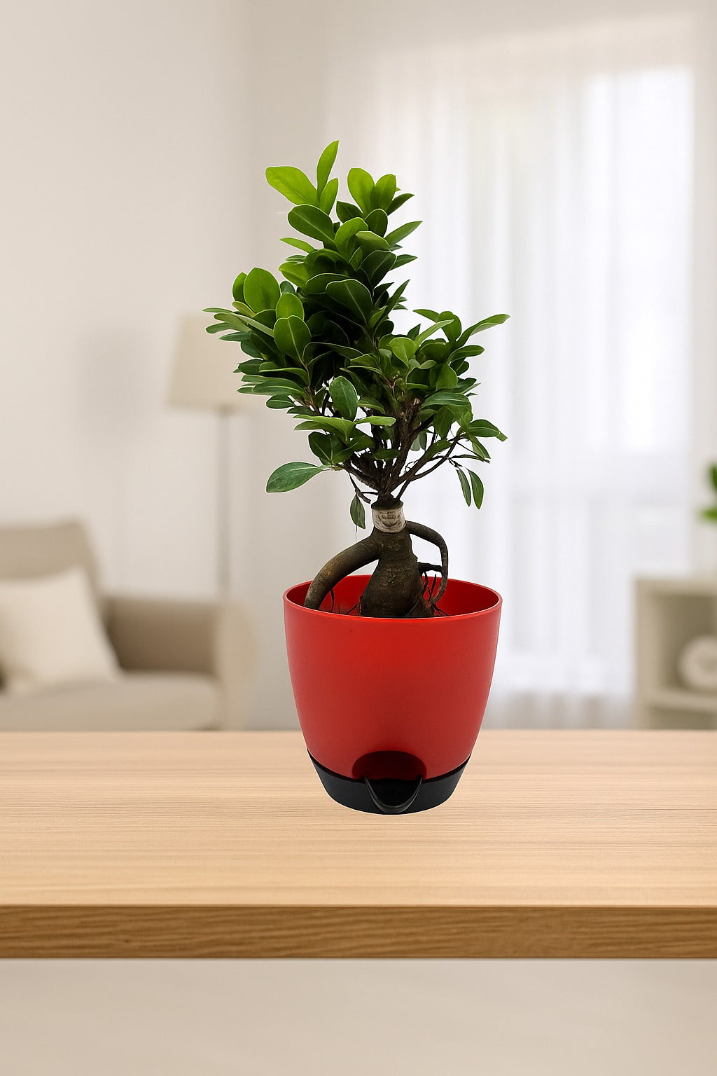 Troof Ficus   Bonsai   Live   Plant   for   Indoors   with   Self-Watering   Cap   Pot