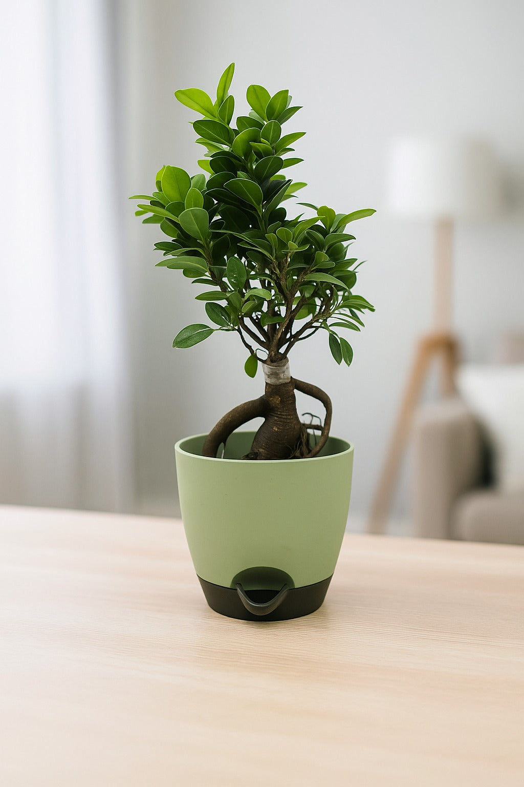 Troof Ficus   Bonsai   Live   Plant   for   Indoors   with   Self-Watering   Cap   Pot