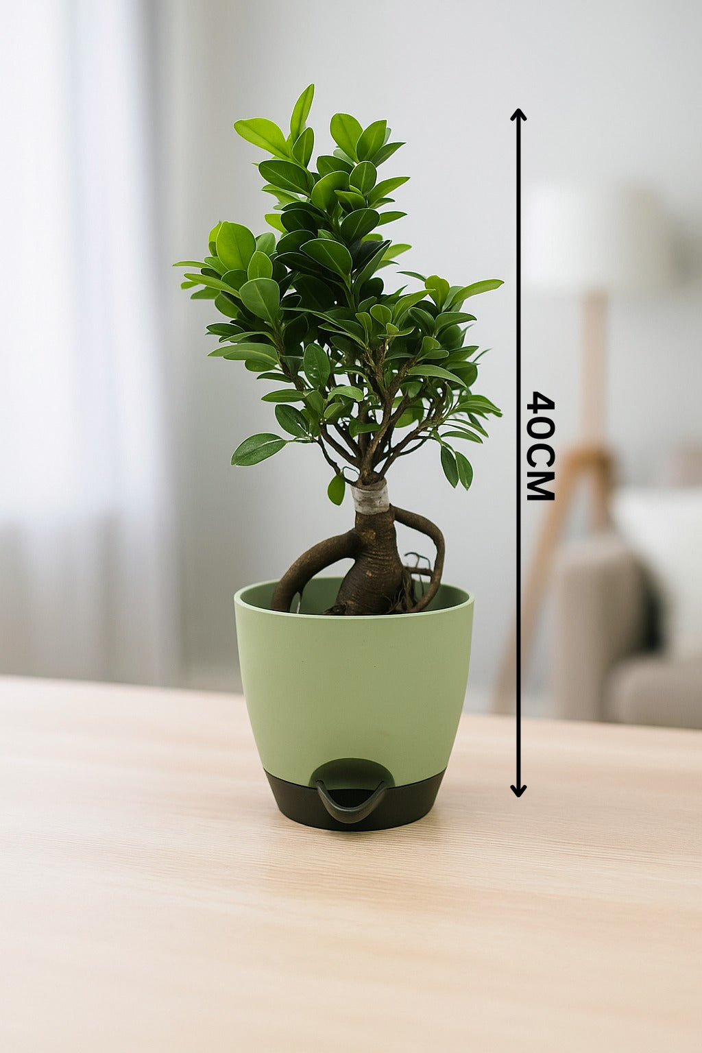 Troof Ficus   Bonsai   Live   Plant   for   Indoors   with   Self-Watering   Cap   Pot