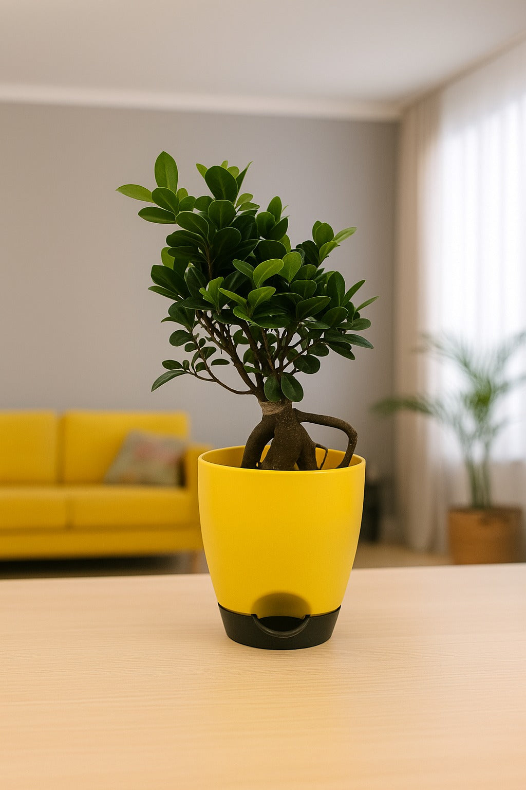 Troof Ficus   Bonsai   Live   Plant   for   Indoors   with   Self-Watering   Cap   Pot