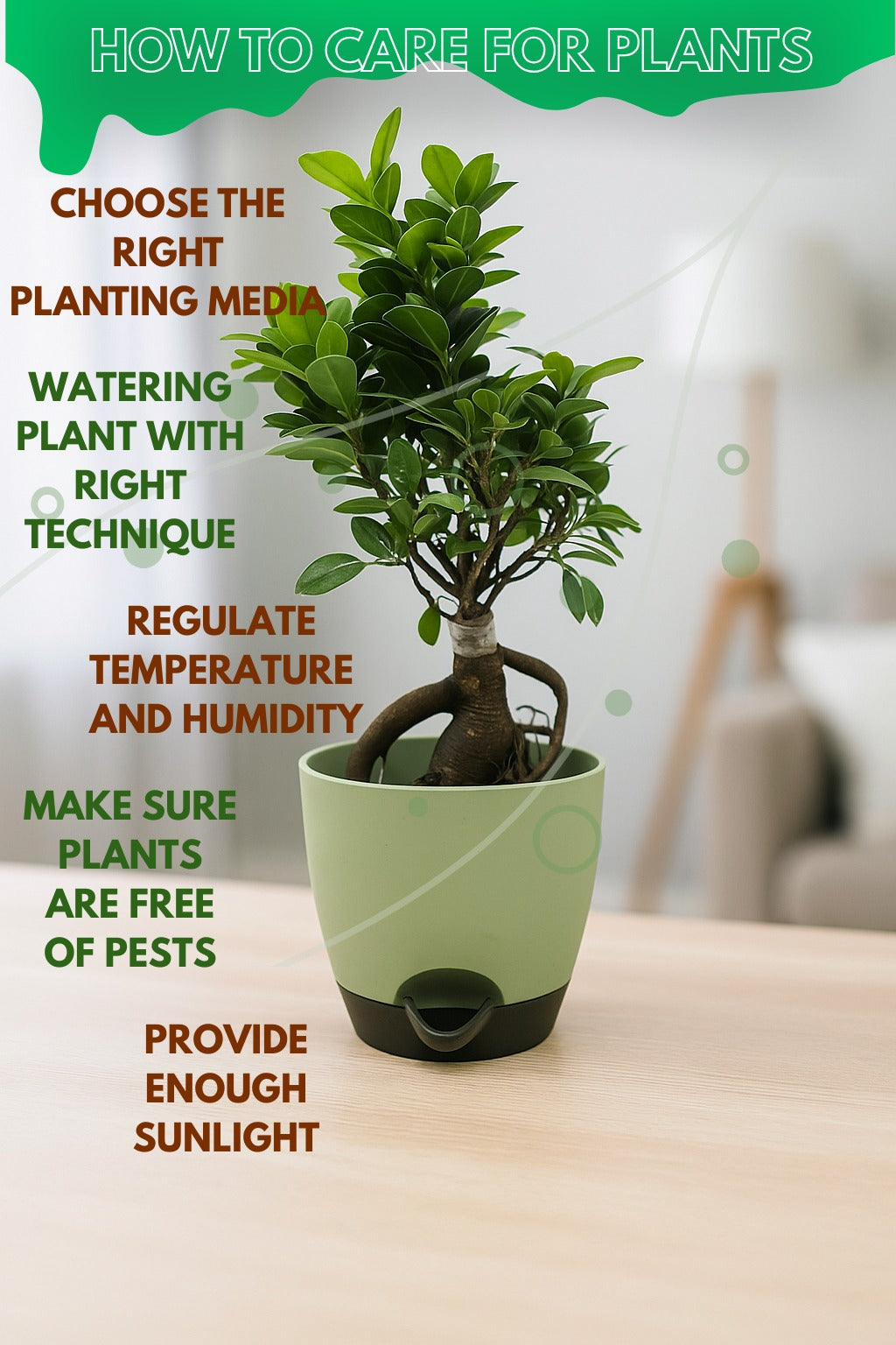 Troof Ficus   Bonsai   Live   Plant   for   Indoors   with   Self-Watering   Cap   Pot