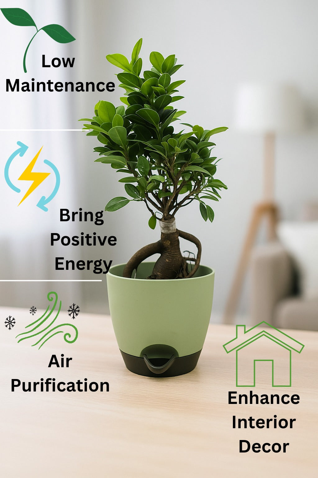 Troof Ficus   Bonsai   Live   Plant   for   Indoors   with   Self-Watering   Cap   Pot