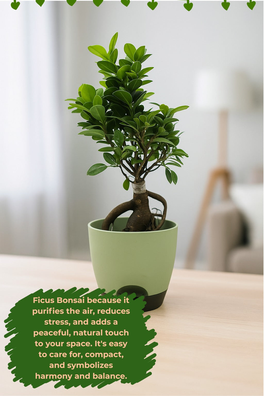 Troof Ficus   Bonsai   Live   Plant   for   Indoors   with   Self-Watering   Cap   Pot