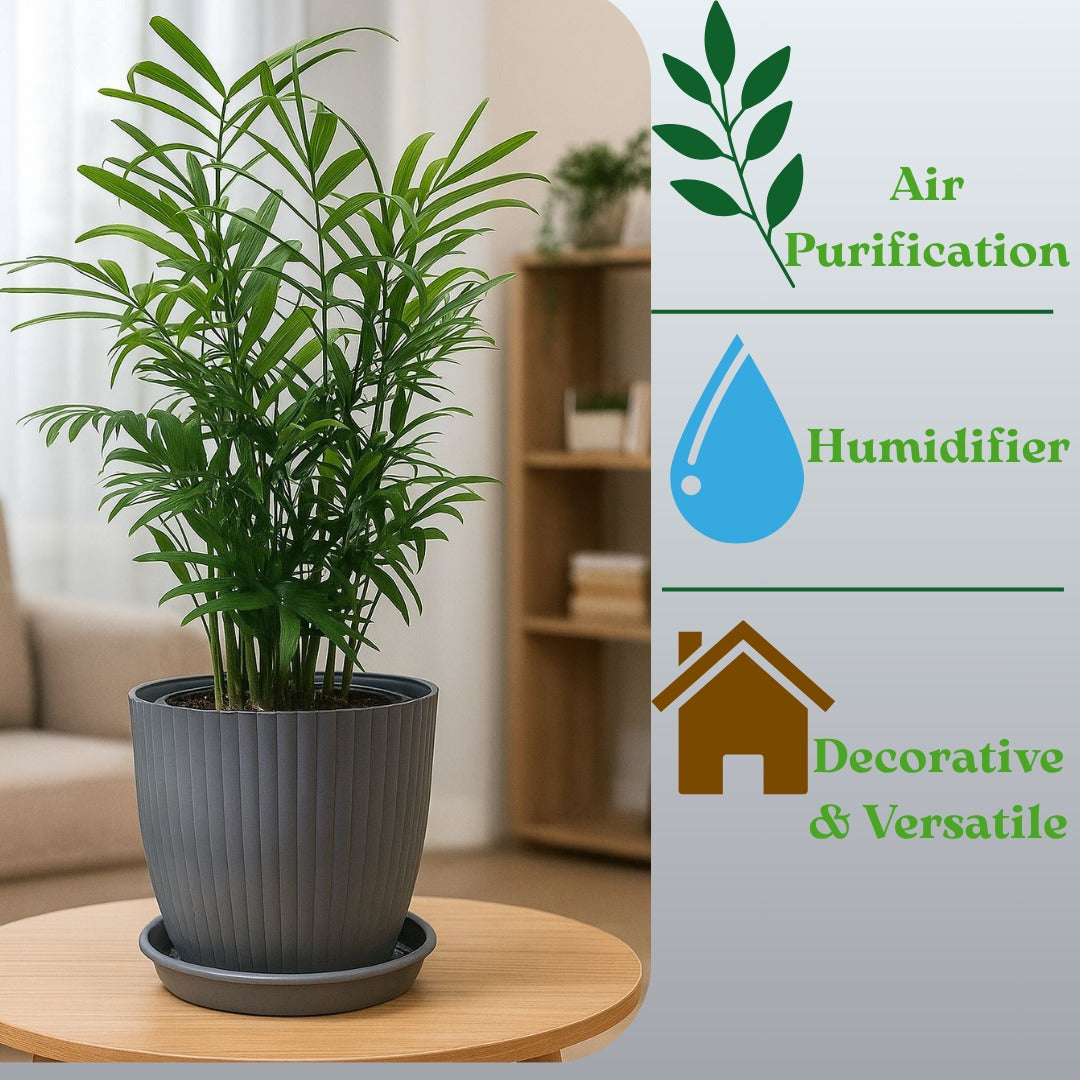 Troof Areca   Palm   Air   Purifier   Live   Plant   with   Self-Watering   Rainbow   Pot