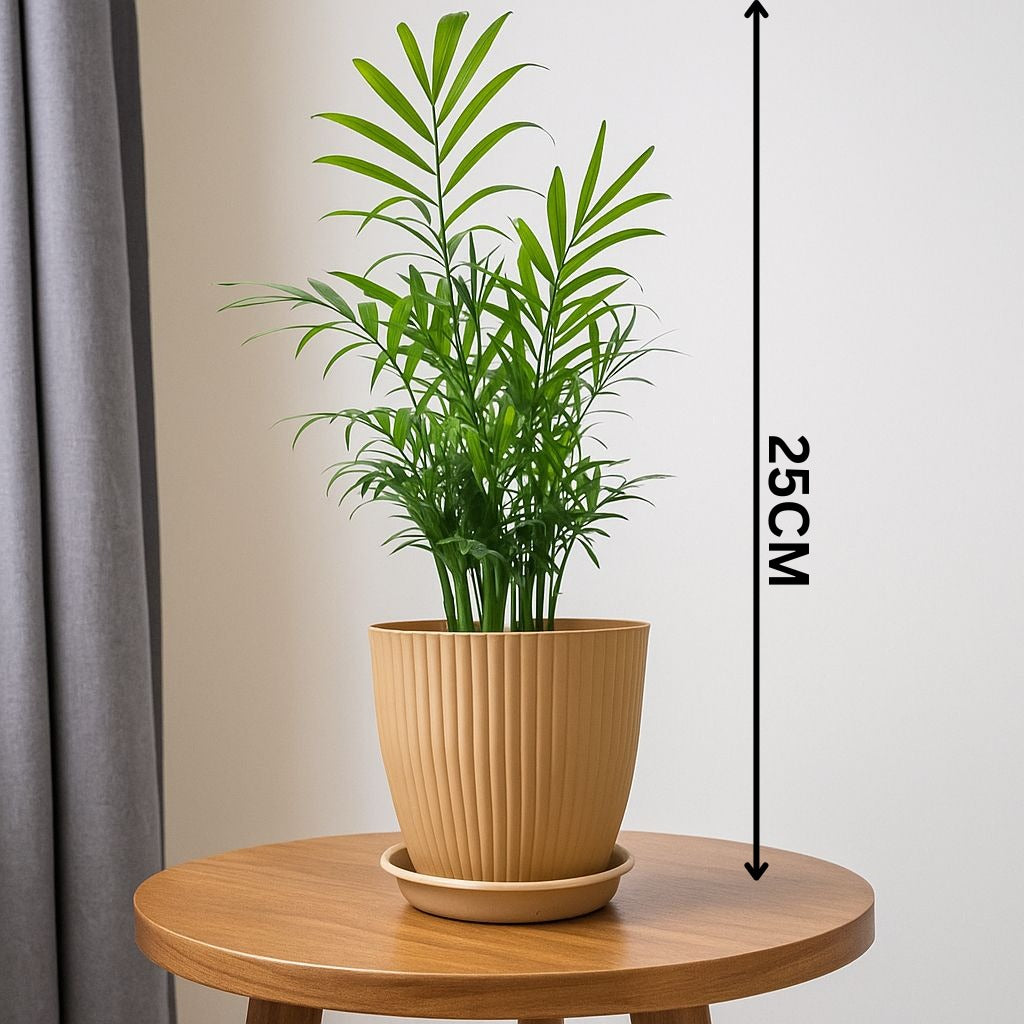 Troof Areca   Palm   Air   Purifier   Live   Plant   with   Self-Watering   Rainbow   Pot