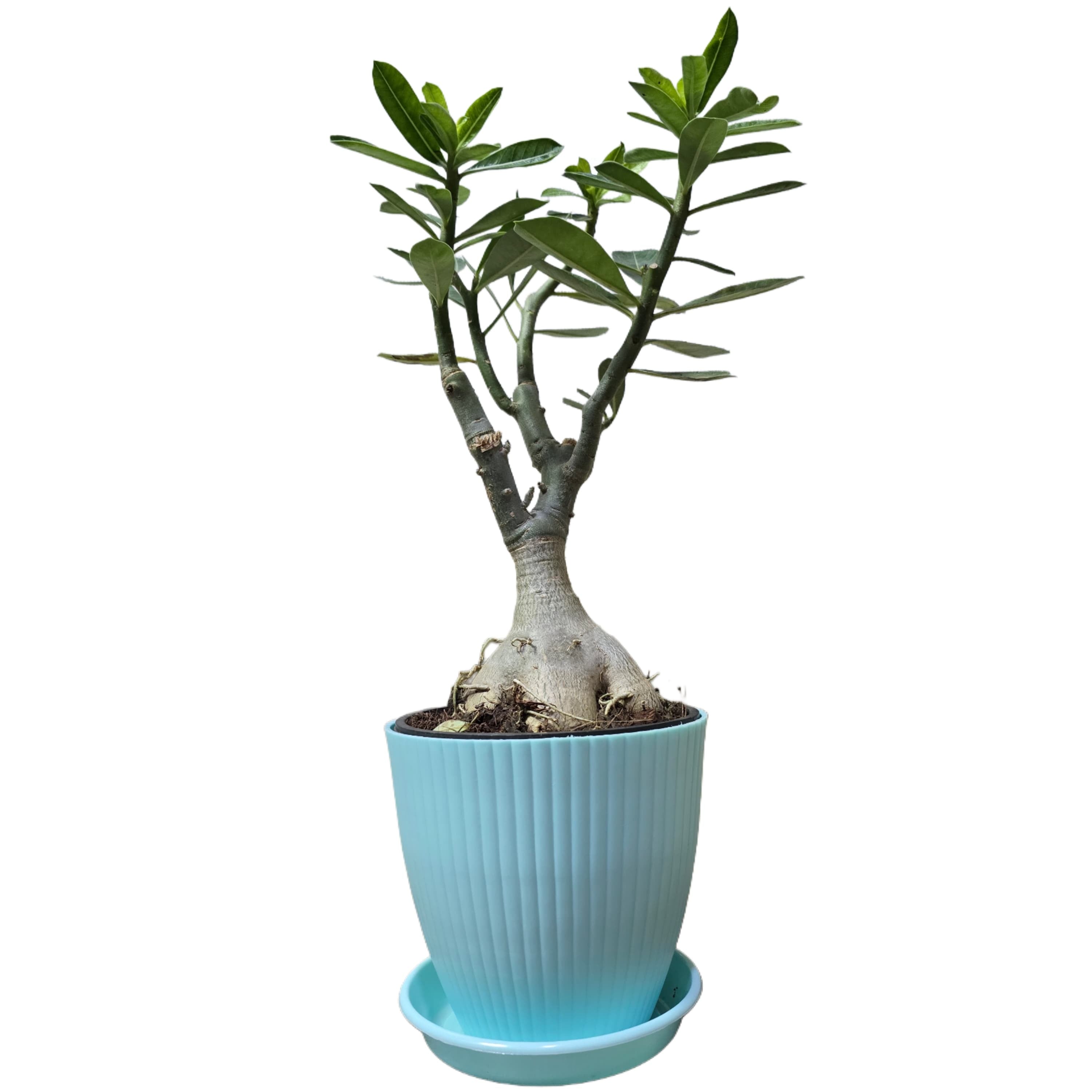 Troof Hybrid   Adenium   Flower   Plant   with   Rainbow   Pot