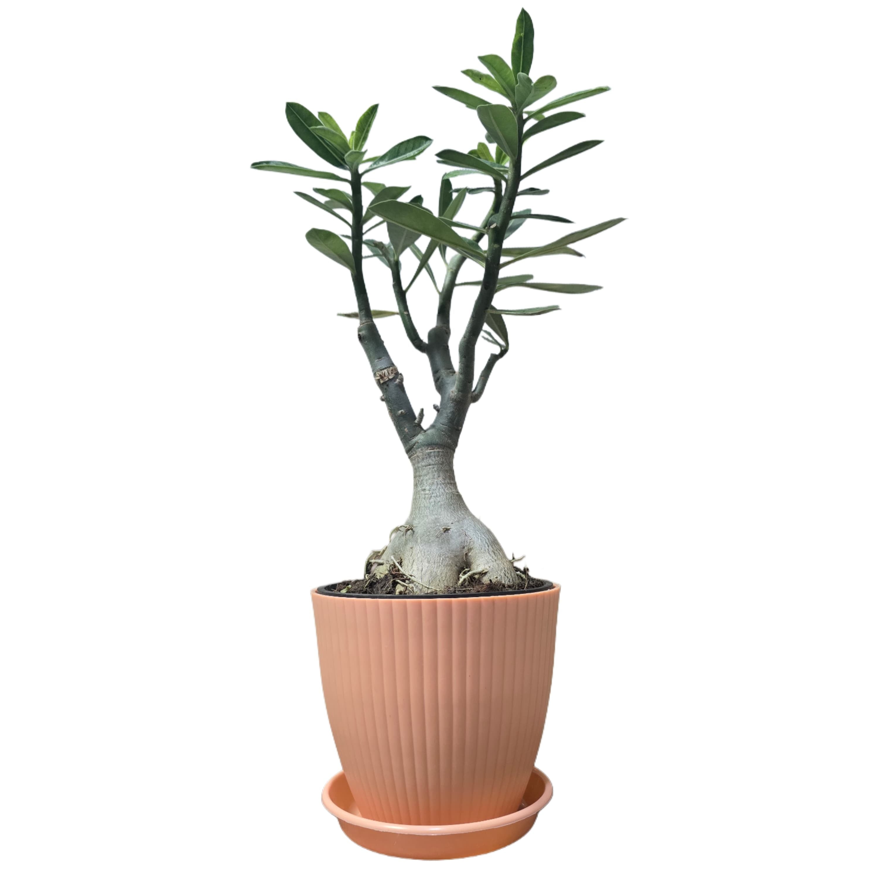 Troof Hybrid   Adenium   Flower   Plant   with   Rainbow   Pot