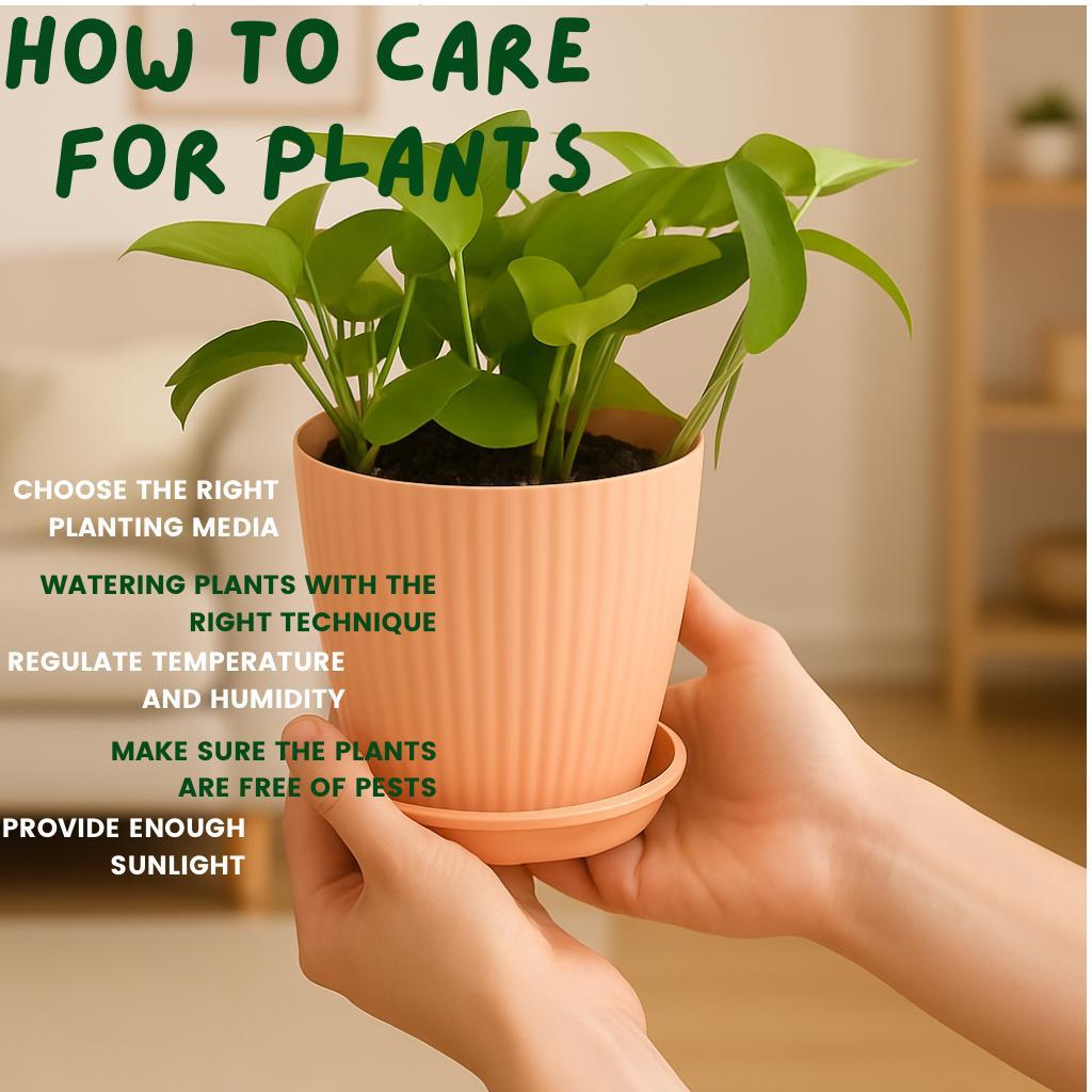 Money
 
Plant
 
with
 
Rainbow
 
Pot