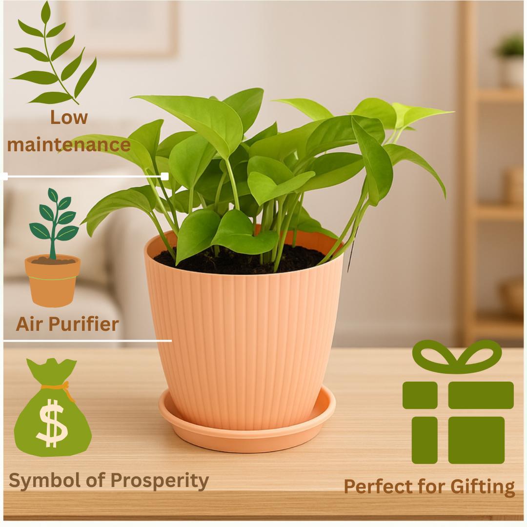 Money
 
Plant
 
with
 
Rainbow
 
Pot