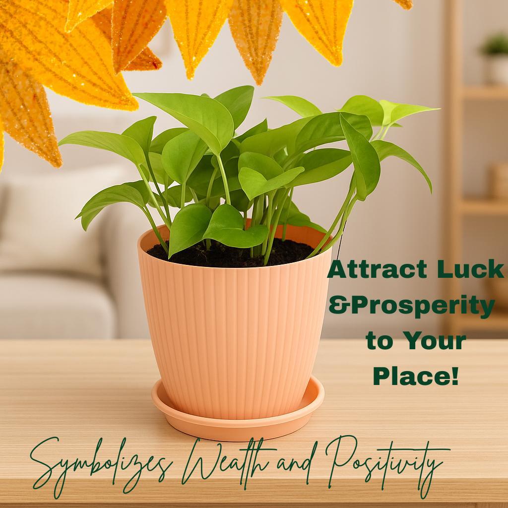 Golden   Money   Plant   Indoor   with   Self-Watering   Flower   Pot