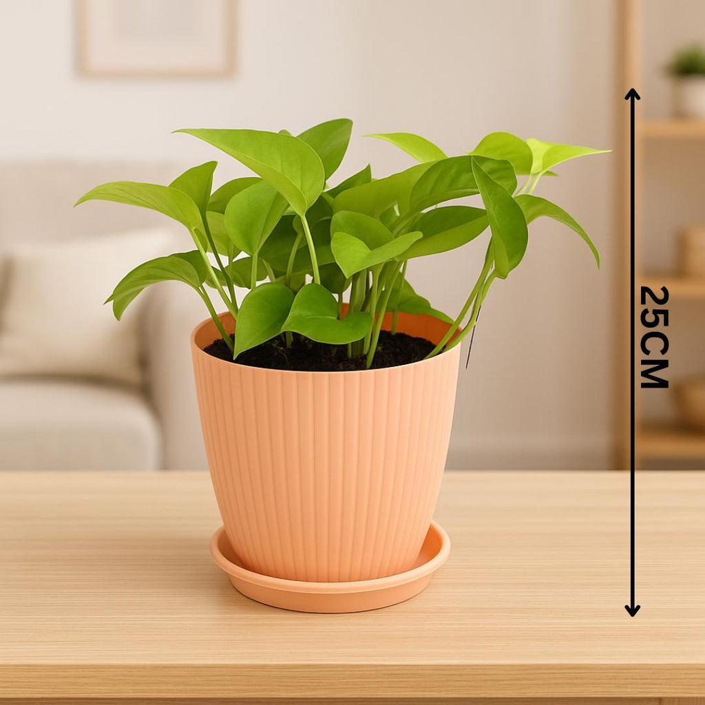 Money
 
Plant
 
with
 
Rainbow
 
Pot