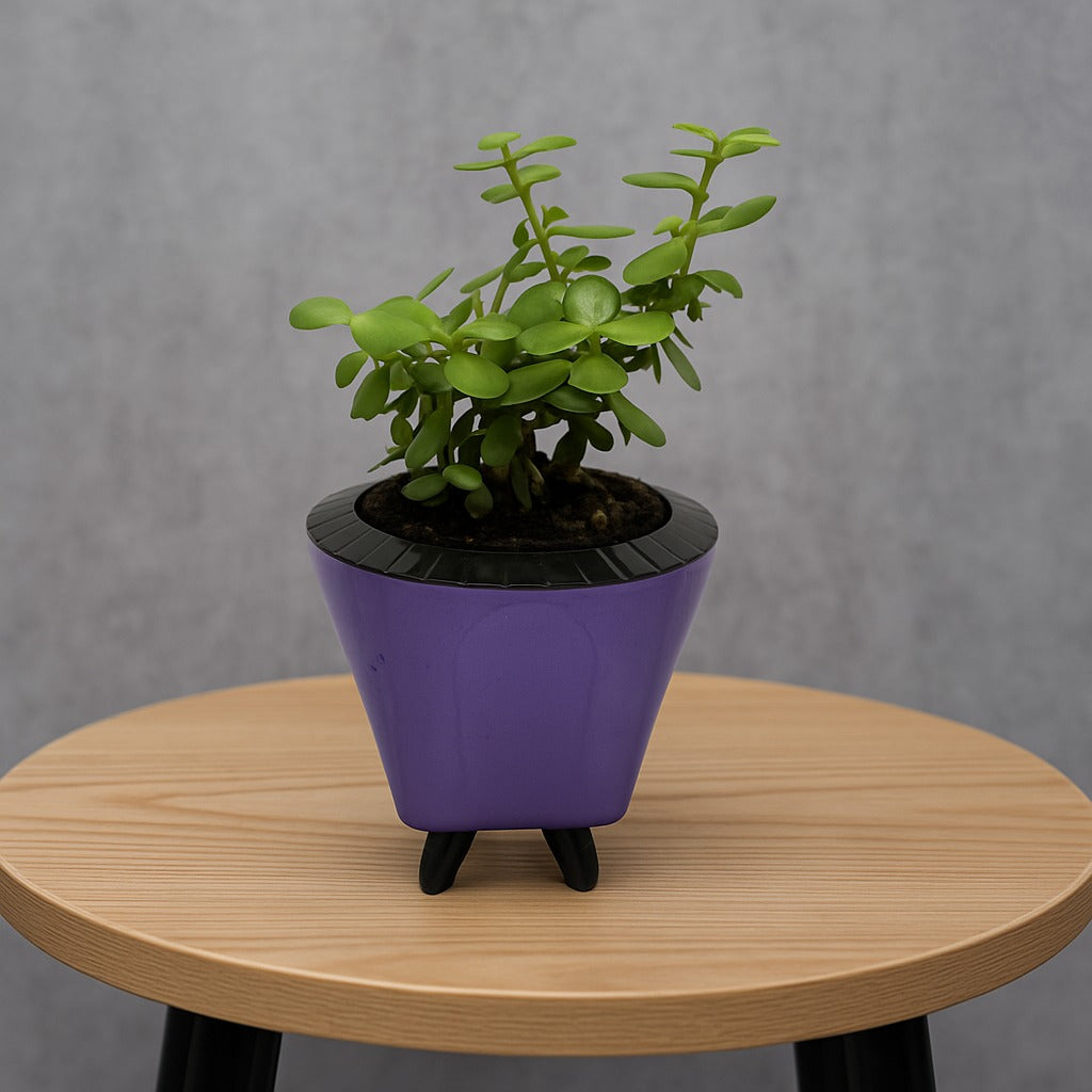 Troof  Good   Luck   Jade   Plant   with   Self-Watering   Decorative   Pot