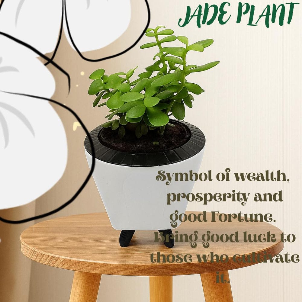 Troof  Good   Luck   Jade   Plant   with   Self-Watering   Decorative   Pot