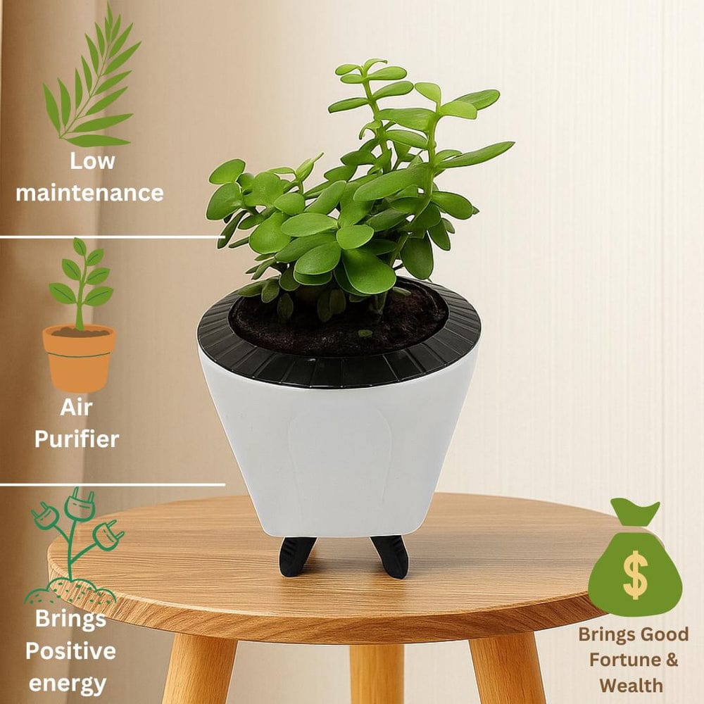 Troof  Good   Luck   Jade   Plant   with   Self-Watering   Decorative   Pot