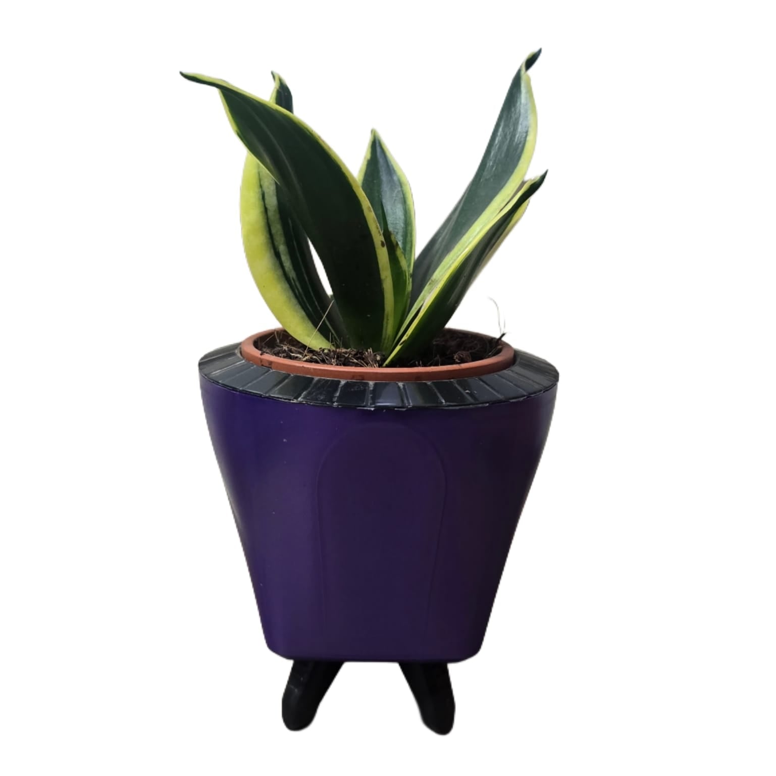 Troof Sansevieria   Golden   Hahnii   Snake   Plant   with   Self-Watering   Decorative   Pot
